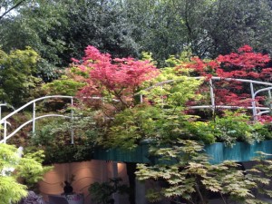 Chelsea Flower Show24