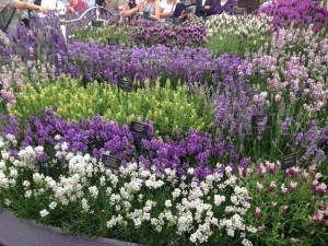 Chelsea Flower Show27