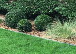 Buis et stipa jardin moderne marcq en Baroeul