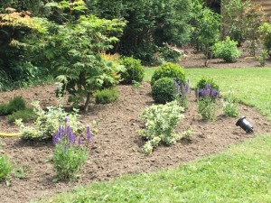 Erable buis et sauge jardin charme moderne près de Lille