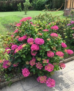 Hortensia aménagement jardin charme moderne près de Lille