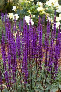 Sauge violette aménagement jardin charme moderne près de Lille