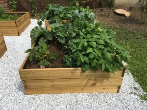 carré potager fraises jardin moderne naturel près de Lille