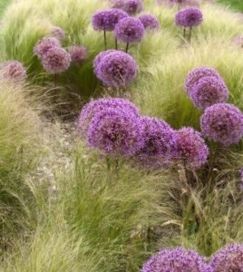 stipa et fleurs d'ail jardin moderne marcq en baroeul