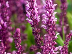 salvia rose
